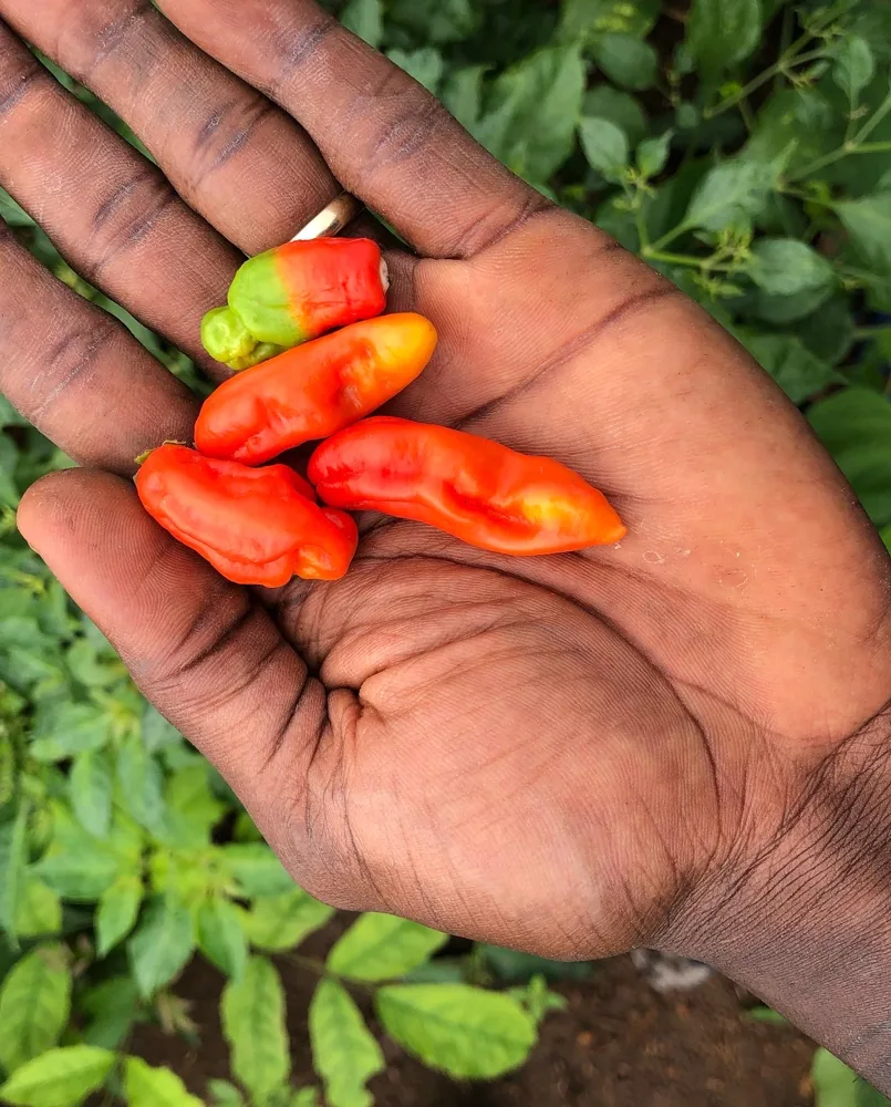Freshly harvested peppers — where the BAGSfarm story began